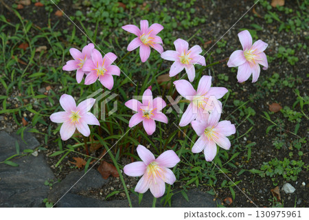 Saffron Moddoki 130975961