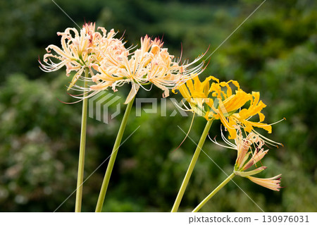 A competition of yellow and cream-colored licorice flowers 130976031