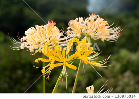 黃色和奶油色甘草的組合 黃色和奶油色甘草的組合 130976034