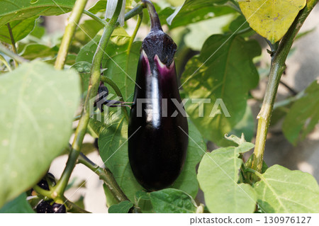 結果的茄子 結果的茄子 130976127