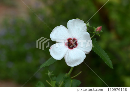 Takasago Fuyo 130976138