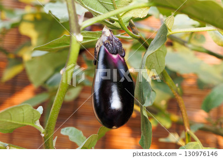 果實豐富的餃子 130976146