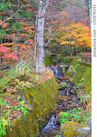 深秋時節，榛名神社二號鳥居附近的溪邊，紅葉紛紛落下。 130976343