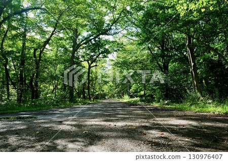 Chitose Aoba Park: Light shines through the greenery of the park Chitose Aoba Park: Light shines through the greenery of the park 130976407
