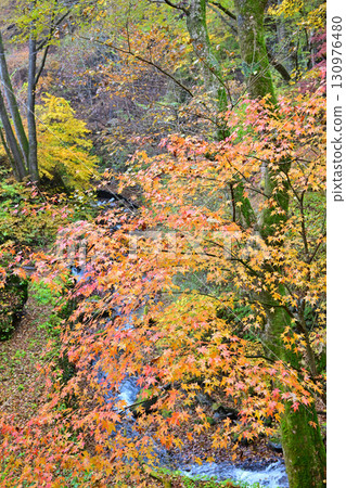 深秋時節，榛名神社二號鳥居附近的溪邊，紅葉紛紛落下。 130976480