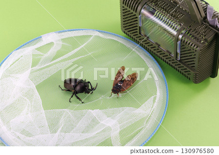 昆蟲擷取影像 昆蟲擷取影像 130976580