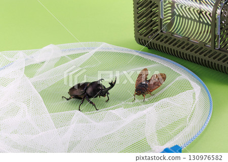Insect collection image 130976582