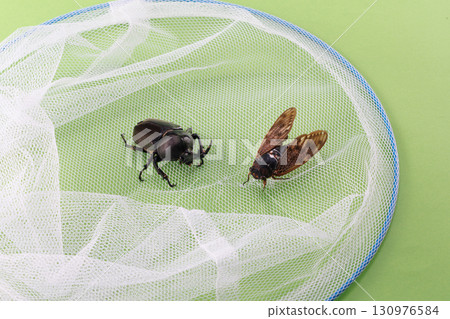Insect collection image 130976584