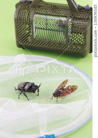 Insect collection image 130976585