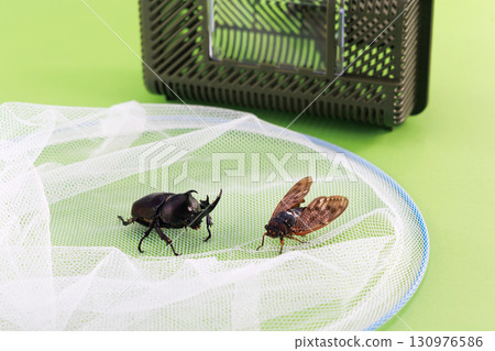 昆蟲擷取影像 130976586