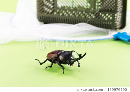 Insect collection image 130976590