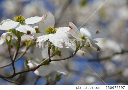 White Dogwood (Kurashiki Bikan Historical Quarter/Kurashiki City, Okayama Prefecture) 130976597