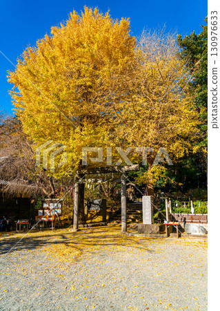 [Kanagawa Prefecture] Kamakura's Kuzuharaoka Shrine, home to the beautiful large ginkgo trees 130976633