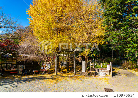 [Kanagawa Prefecture] Kamakura's Kuzuharaoka Shrine, home to the beautiful large ginkgo trees 130976634