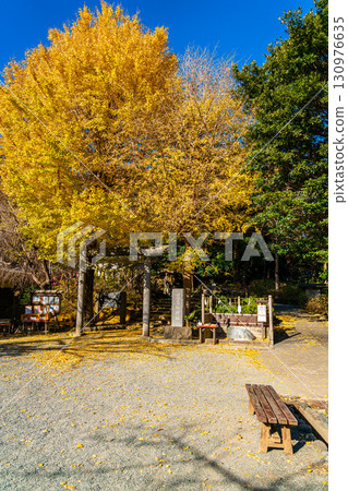 [Kanagawa Prefecture] Kamakura's Kuzuharaoka Shrine, home to the beautiful large ginkgo trees 130976635