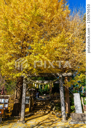[Kanagawa Prefecture] Kamakura's Kuzuharaoka Shrine, home to the beautiful large ginkgo trees 130976650