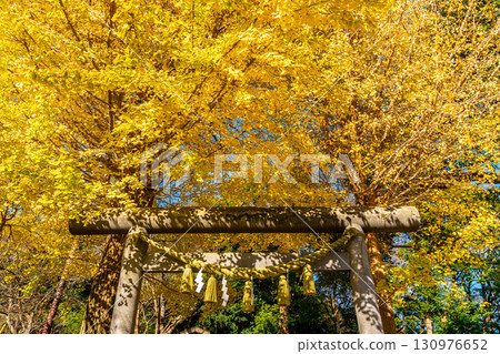 [Kanagawa Prefecture] Kamakura's Kuzuharaoka Shrine, where the ginkgo trees cover the beautiful sky 130976652