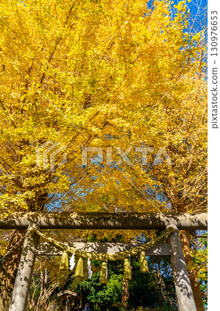 [Kanagawa Prefecture] Kamakura's Kuzuharaoka Shrine, where the ginkgo trees cover the beautiful sky 130976653