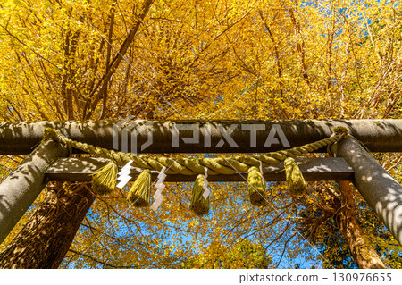 [Kanagawa Prefecture] Kamakura's Kuzuharaoka Shrine, where the ginkgo trees cover the beautiful sky 130976655