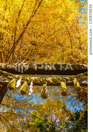 [Kanagawa Prefecture] Kamakura's Kuzuharaoka Shrine, where the ginkgo trees cover the beautiful sky 130976656