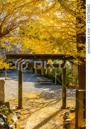 [神奈川縣]鎌倉的葛原岡神社，擁有美麗的大銀杏樹 130976662