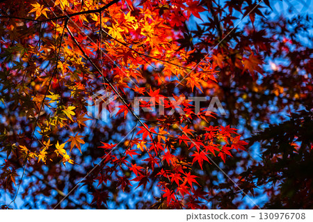 【神奈川縣】源氏山公園:紅葉漸濃 【神奈川縣】源氏山公園:紅葉漸濃 130976708