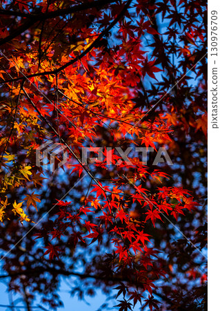 [Kanagawa Prefecture] Genjiyama Park: Autumn foliage deepens 130976709