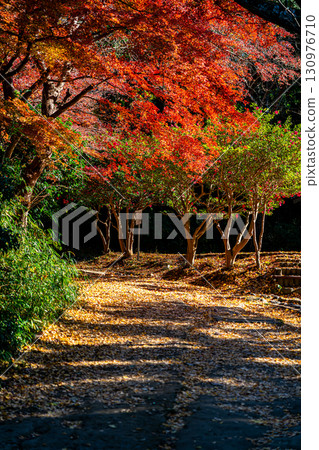 【神奈川縣】源氏山公園:紅葉漸濃 【神奈川縣】源氏山公園:紅葉漸濃 130976710