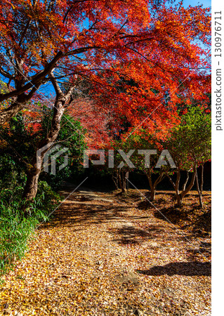 【神奈川縣】源氏山公園：紅葉漸濃 130976711