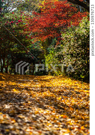 [Kanagawa Prefecture] Genjiyama Park: Autumn foliage deepens 130976713