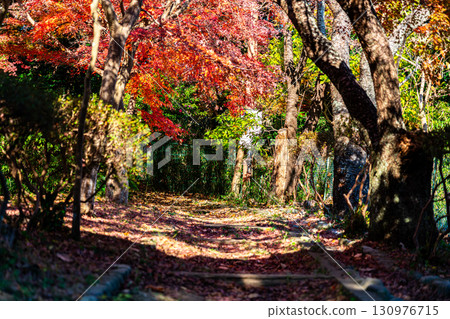 [Kanagawa Prefecture] Genjiyama Park: Autumn foliage deepens 130976715