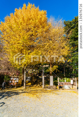 [Kanagawa Prefecture] Kamakura's Kuzuharaoka Shrine, home to the beautiful large ginkgo trees 130976716