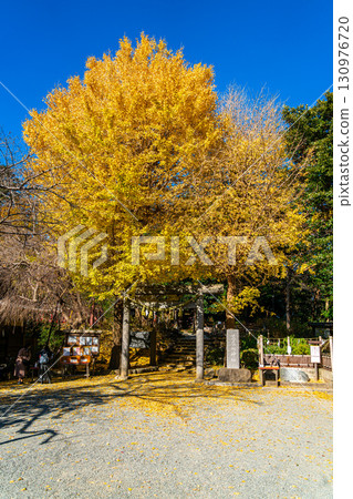 [神奈川縣]鎌倉的葛原岡神社，擁有美麗的大銀杏樹 130976720