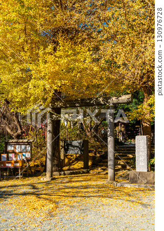 [神奈川縣]鎌倉的葛原岡神社，擁有美麗的大銀杏樹 130976728
