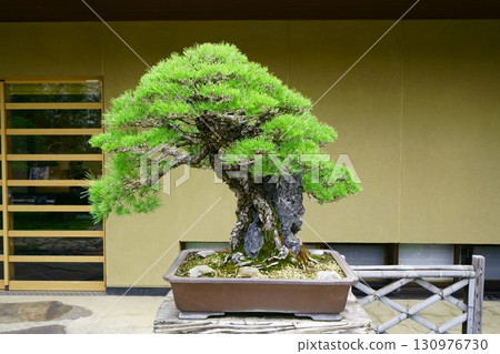 8271 Bonsai Black Pine "Zuihō" 130976730