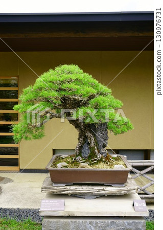 8272 盆景黑松“瑞鳳” 130976731