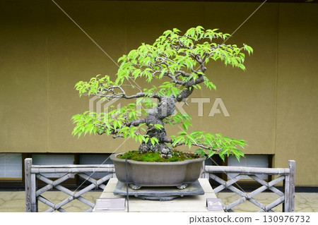 8273 Bonsai Kanzakura BONSAI 130976732