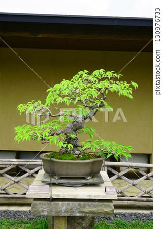 8274 Bonsai Kanzakura BONSAI 130976733