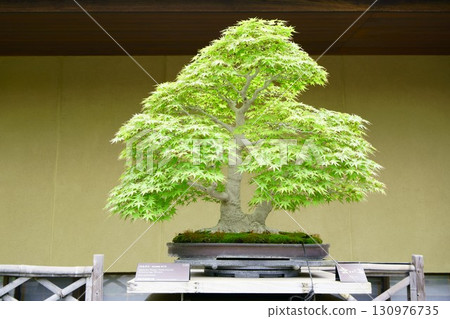 8276 Bonsai Mountain Maple BONSAI 130976735