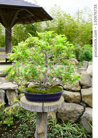 8280盆景公主蘋果 130976738