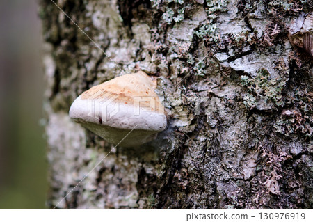 A distinctive mushroom clings to the rugged bark of a tree, surrounded by a serene forest atmosphere, highlighting the beauty of nature in a quiet moment 130976919
