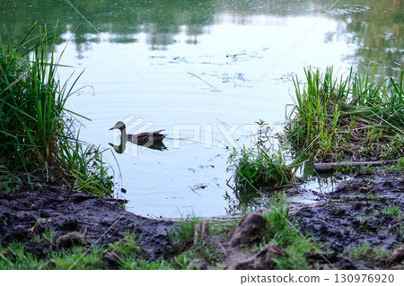 Soft morning light shimmers on a serene pond, where a solitary duck paddles gently among the lush green reeds and earthy banks, creating ripples of calm Soft morning light shimmers on a serene pond, where a solitary duck paddles gently among the lush green reeds and earthy banks, creating ripples of calm 130976920