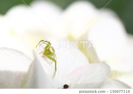小角蜘蛛和繡球花 小角蜘蛛和繡球花 130977119