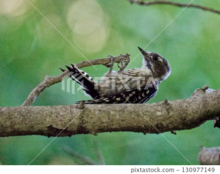 Foraging of Kogera ♀ 130977149