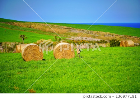 大豆山的壯麗景色 130977181