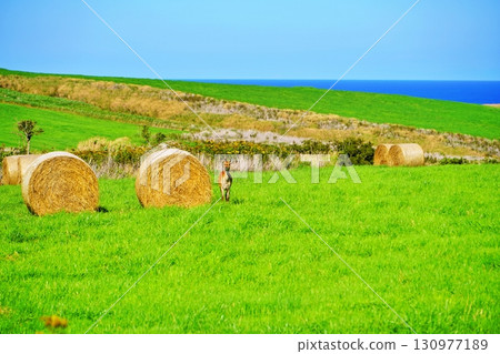 Spectacular view of Soya Hills Spectacular view of Soya Hills 130977189