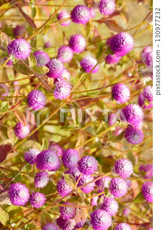一簇大波斯菊(兵庫縣神戶市中央區神戶布引香草園) 一簇大波斯菊(兵庫縣神戶市中央區神戶布引香草園) 130977232