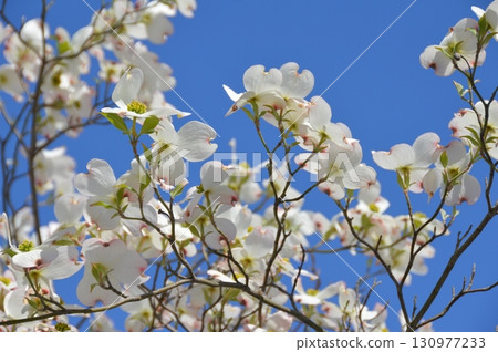 白山茱萸（倉敷美觀地區/岡山縣倉敷市） 130977233