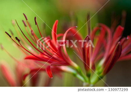 Cluster amaryllis Cluster amaryllis 130977299
