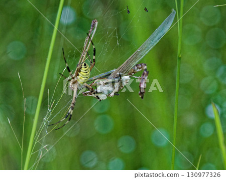 一隻雌性長顎圓蛛正在捕食一隻蚱蜢 130977326